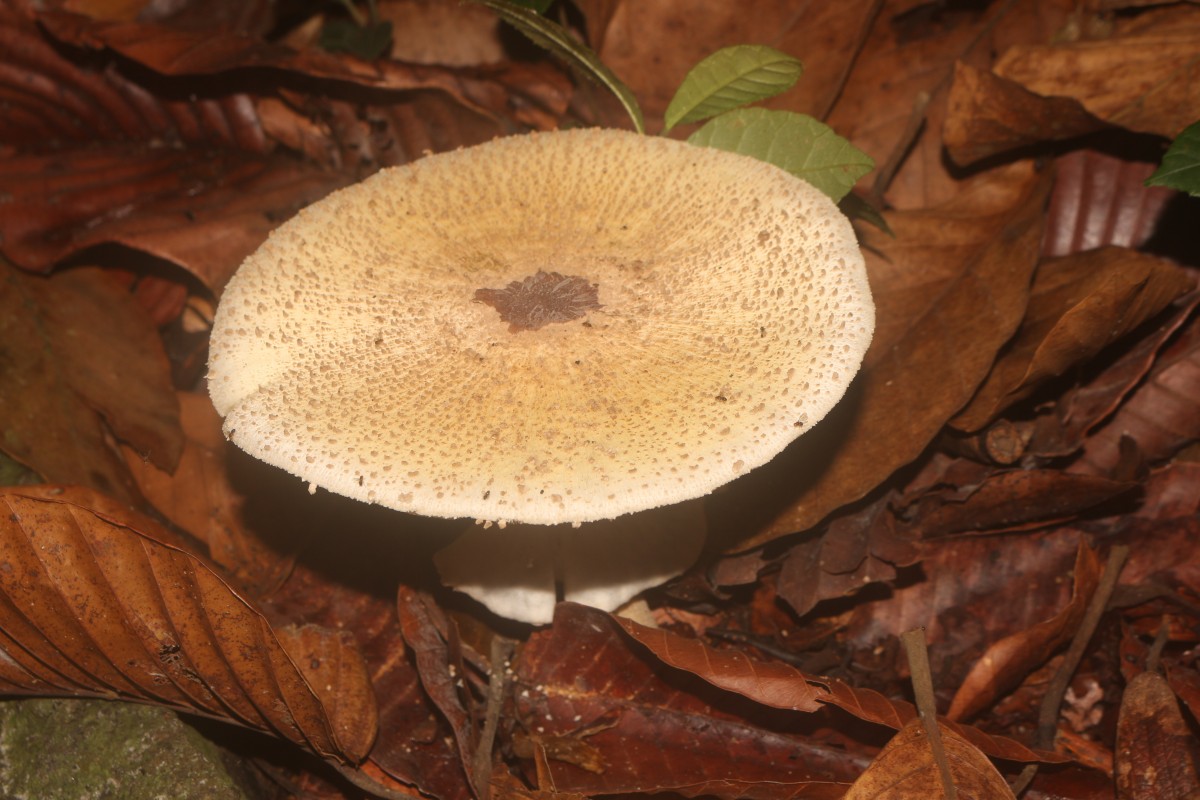 Agaricaceae